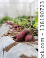 Freshly harvested purple sweet potatoes, Fukumurasaki variety, lined up in rows in the field. 138190723