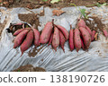 Purple sweet potatoes that have been harvested and placed on mulch sheets in the field. 138190726