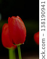 一朵帶著水珠的紅色鬱金香在深色背景的襯托下格外醒目。 138190941