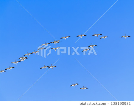 Snow Geese Flocking 138190981