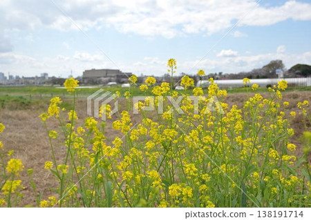 （水沼稻田）油菜花開了。 138191714