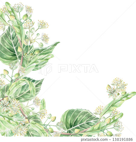 A square frame of blooming linden branches. Isolated watercolor illustration for pharmaceutical, cosmetic, organic, food, and health products. A square frame of blooming linden branches. Isolated watercolor illustration for pharmaceutical, cosmetic, organic, food, and health products. 138191886