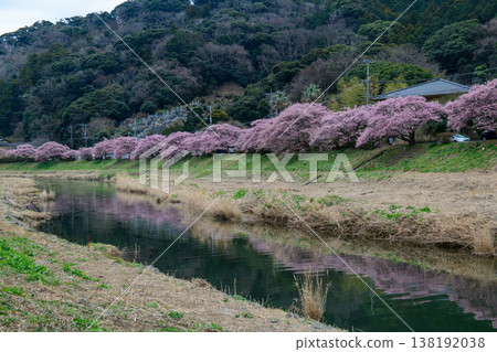Kawazu cherry blossoms reflected in the river during the Minami Cherry Blossom and Rapeseed Blossom Festival in Minami-Izu (Shizuoka Prefecture) Kawazu cherry blossoms reflected in the river during the Minami Cherry Blossom and Rapeseed Blossom Festival in Minami-Izu (Shizuoka Prefecture) 138192038