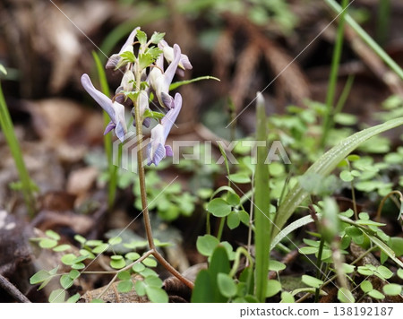 紫堇（Corydalis ambigua）剛開始綻放，還帶著淡淡的紅色。 138192187