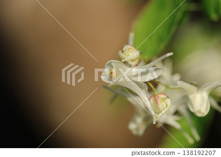 Epimedium ① Epimedium ① 138192207