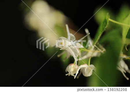 Epimedium (Part 2) Epimedium (Part 2) 138192208