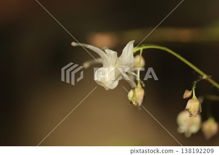 Epimedium ③ Epimedium ③ 138192209