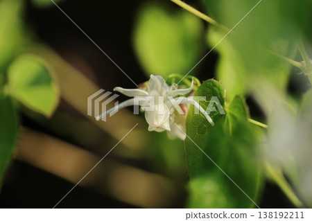 Epimedium ⑤ Epimedium ⑤ 138192211