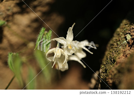 Epimedium ⑥ Epimedium ⑥ 138192212