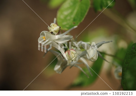 Epimedium ⑦ Epimedium ⑦ 138192213