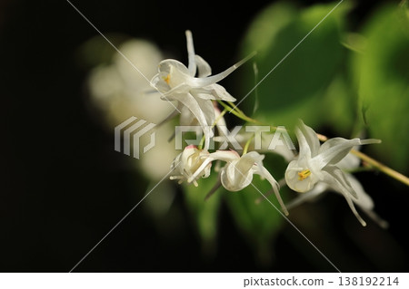 Epimedium (8) Epimedium (8) 138192214