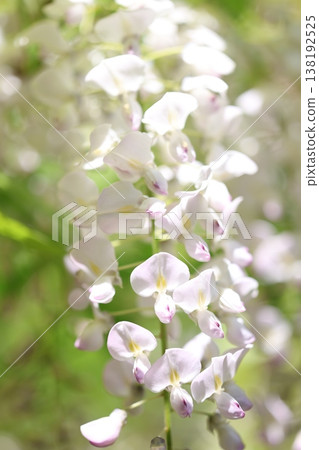 A landscape with wisteria's flowers 138192525