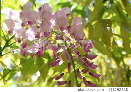 A landscape with wisteria's flowers A landscape with wisteria's flowers 138192528