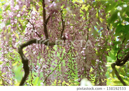紫藤花的景觀 138192533