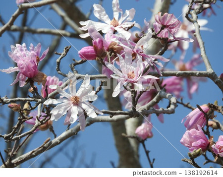 Magnolia flower "Magnolia stellata" Magnolia flower "Magnolia stellata" 138192614