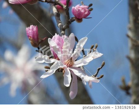 Magnolia flower "Magnolia stellata" Magnolia flower "Magnolia stellata" 138192616