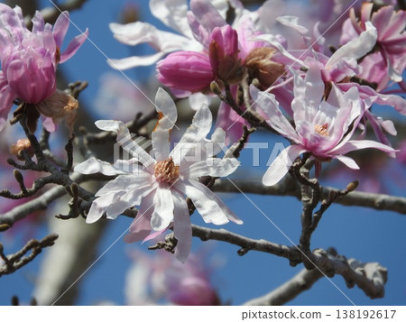 Magnolia flower "Magnolia stellata" Magnolia flower "Magnolia stellata" 138192617