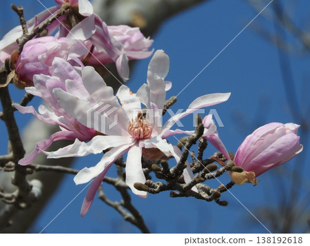 Magnolia flower "Magnolia stellata" Magnolia flower "Magnolia stellata" 138192618
