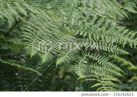 Bracken Frond Close Up Of Detail Bracken Frond Close Up Of Detail 138192621