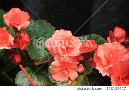 Vibrant Double-Flowered Begonia Blossoms Vibrant Double-Flowered Begonia Blossoms 138192627