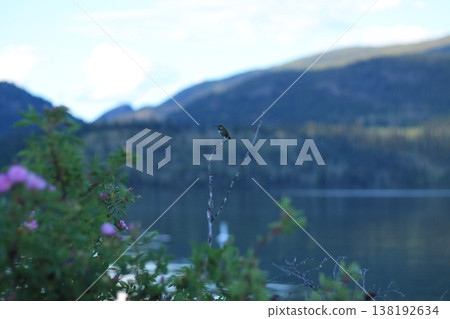 Male Calliope Hummingbird, The Smallest Bird In North America 138192634