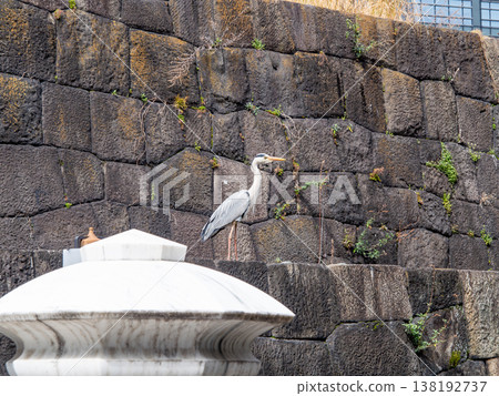 一隻灰鷺棲息在石牆上 138192737