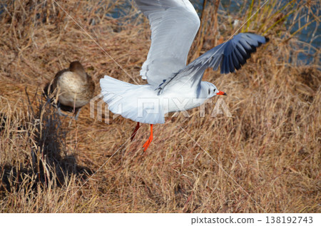 逃避靈藥 138192743