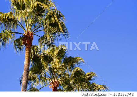 Palm trees and blue sky 138192748
