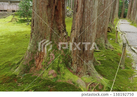 Moss-covered bifurcated cedar Moss-covered bifurcated cedar 138192750