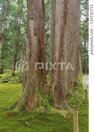 長滿青苔的分叉雪松 138192752