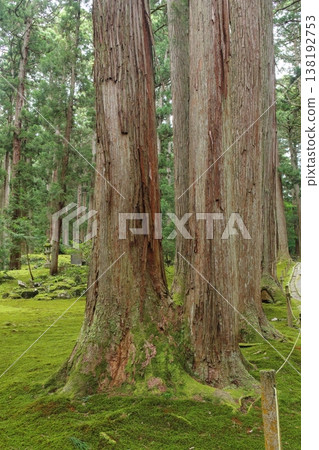 Moss-covered bifurcated cedar Moss-covered bifurcated cedar 138192753