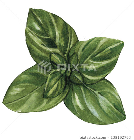 Basil Leaves Watercolor Fresh Herb Illustration Isolated Basil Leaves Watercolor Fresh Herb Illustration Isolated 138192793