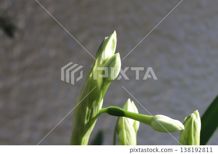 The appearance of white daffodil buds blooming in the early spring garden. The appearance of white daffodil buds blooming in the early spring garden. 138192811