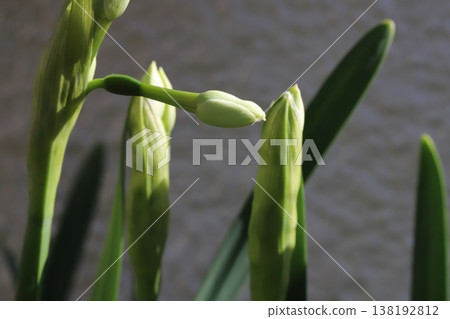 The appearance of white daffodil buds blooming in the early spring garden. The appearance of white daffodil buds blooming in the early spring garden. 138192812