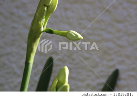 The appearance of white daffodil buds blooming in the early spring garden. 138192813