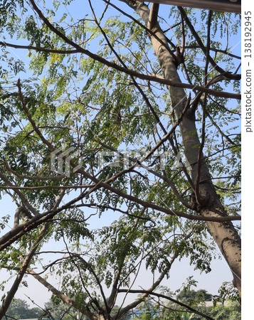 Sunlit Tree Branches And Green Leaves Against A Clear Blue Sky, Nature Canopy Scene Sunlit Tree Branches And Green Leaves Against A Clear Blue Sky, Nature Canopy Scene 138192945
