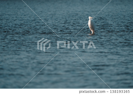 大白鷺站在淺水中 大白鷺站在淺水中 138193165