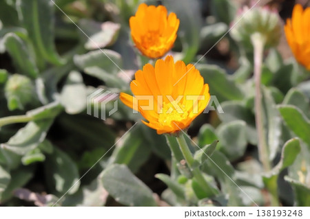花園裡從冬季到春季盛開的橙色金盞花（冬季開花）。 138193248
