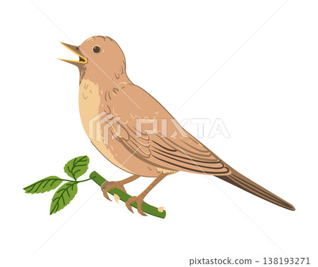 Nightingale on a branch. Vector illustration of a brown bird. The nightingale's nocturnal song is a symbol of love and passion. Love lyrics are a persistent image in Iranian poetry. Clipart for poetry 138193271