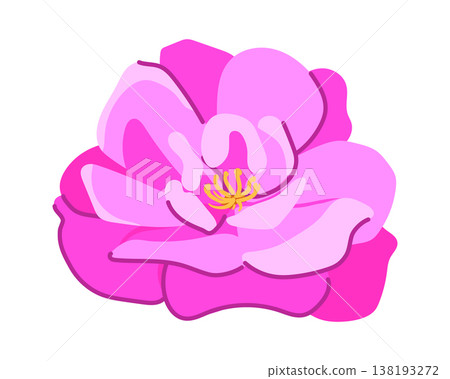 A flat vector image of a damask rose. It is used as a raw material for aromatic oils, extracts, and esters in cosmetics and perfumes. This delicate pink flower is popular in Bulgaria, Iran, and Syria. A flat vector image of a damask rose. It is used as a raw material for aromatic oils, extracts, and esters in cosmetics and perfumes. This delicate pink flower is popular in Bulgaria, Iran, and Syria. 138193272