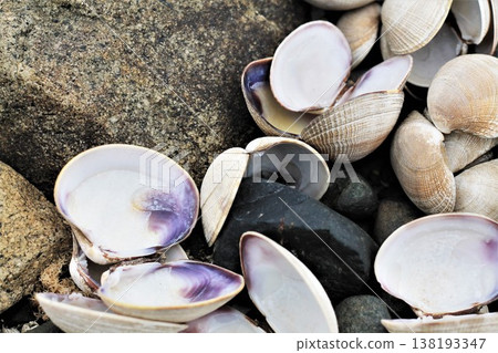 Shells Of Oysters And Hard Clams Shells Of Oysters And Hard Clams 138193347