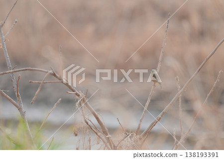 Kawarahiwa which sticks to the branch 138193391