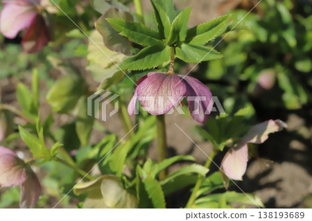 早春花園裡盛開的紅紫色聖誕玫瑰 138193689