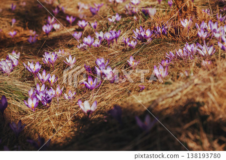 Wild Purple Crocus Flowers Blooming in Spring Meadow Wild Purple Crocus Flowers Blooming in Spring Meadow 138193780