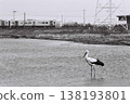 Storks photographed with a film camera 138193801