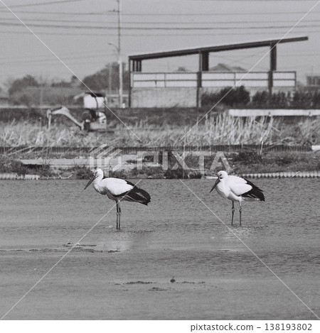 用底片相機拍攝的鸛 1:1 用底片相機拍攝的鸛 1:1 138193802