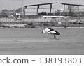 Storks photographed with a film camera 138193803
