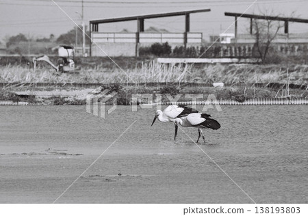 用底片相機拍攝的鸛鳥 138193803