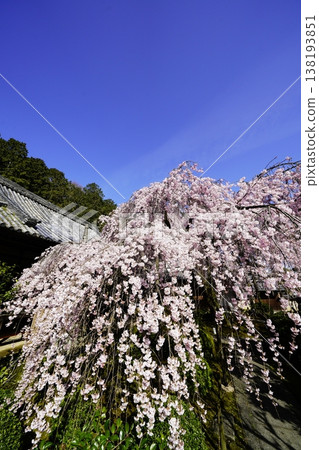 Scenery with cherry blossoms Scenery with cherry blossoms 138193851