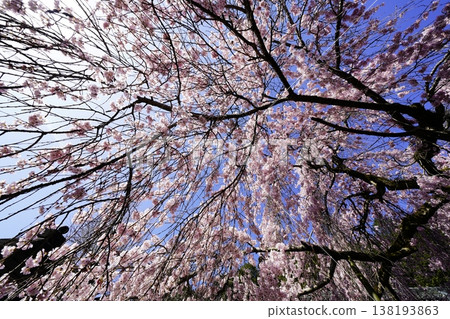 Scenery with cherry blossoms Scenery with cherry blossoms 138193863